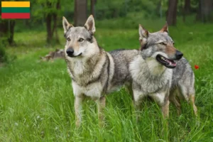 Read more about the article Tjekkoslovakisk ulvehundeopdrætter og hvalpe i Litauen