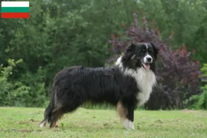 Read more about the article Australian Shepherd opdrættere og hvalpe i Bulgarien