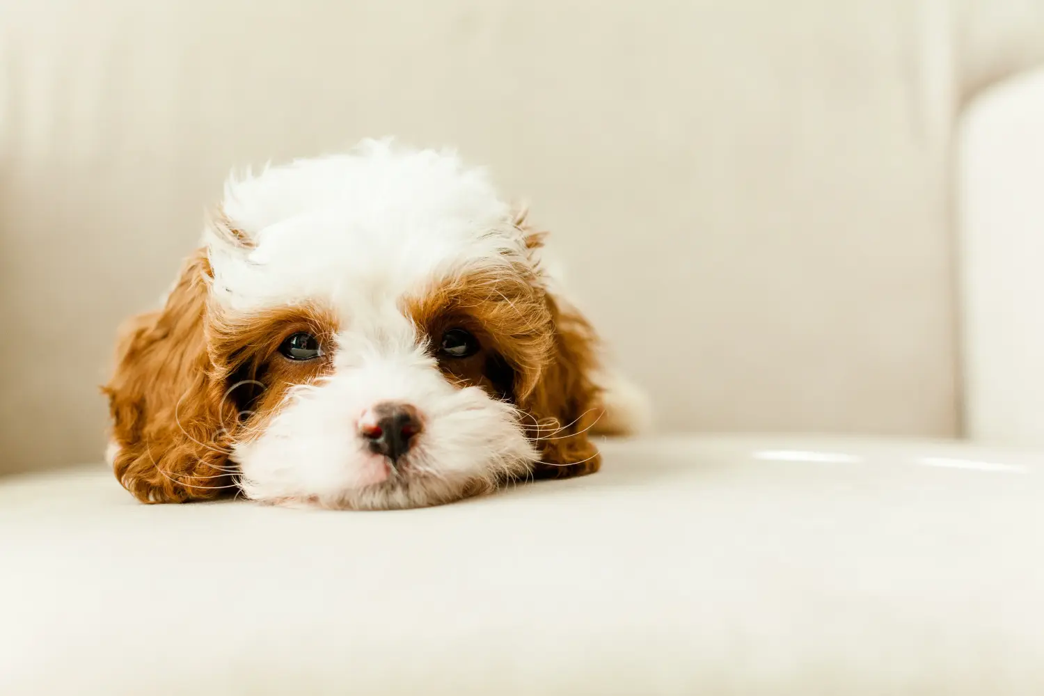 At købe en Cavoodle-hvalp betyder at tage ansvar! Køb Cavoodle-hvalpe.