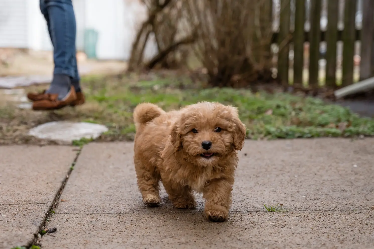 At købe en Cavoodle-hvalp betyder at tage ansvar! Køb Cavoodle-hvalpe.