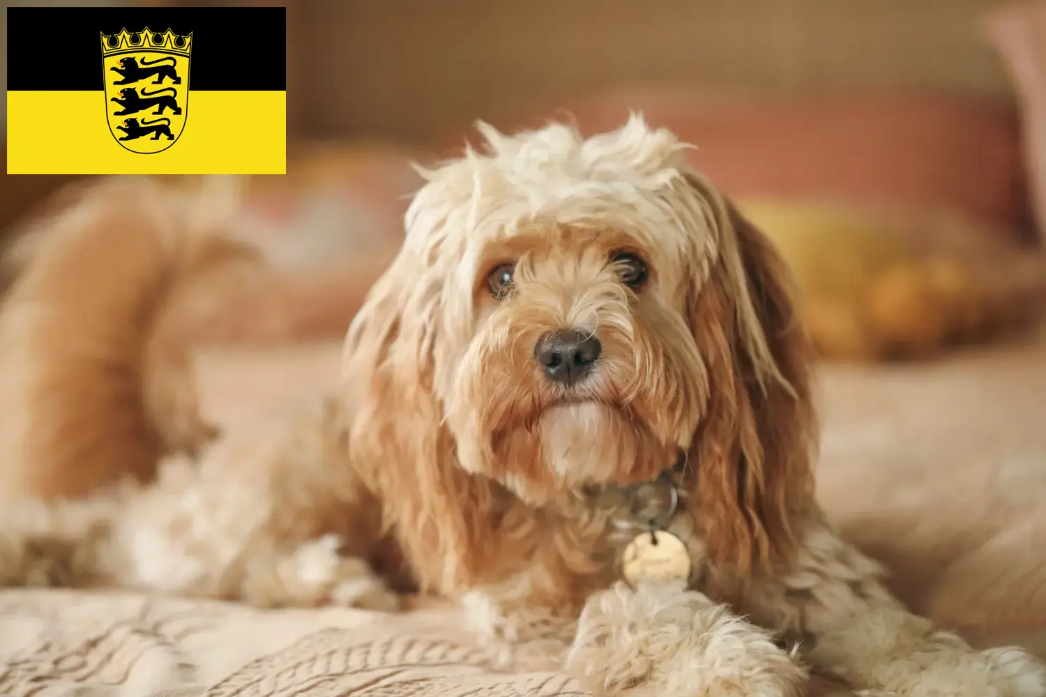 Cavoodle-hvalpe og opdrættere Baden-Württemberg Her kan du finde Cavoodles-opdrættere i Baden-Württemberg.
