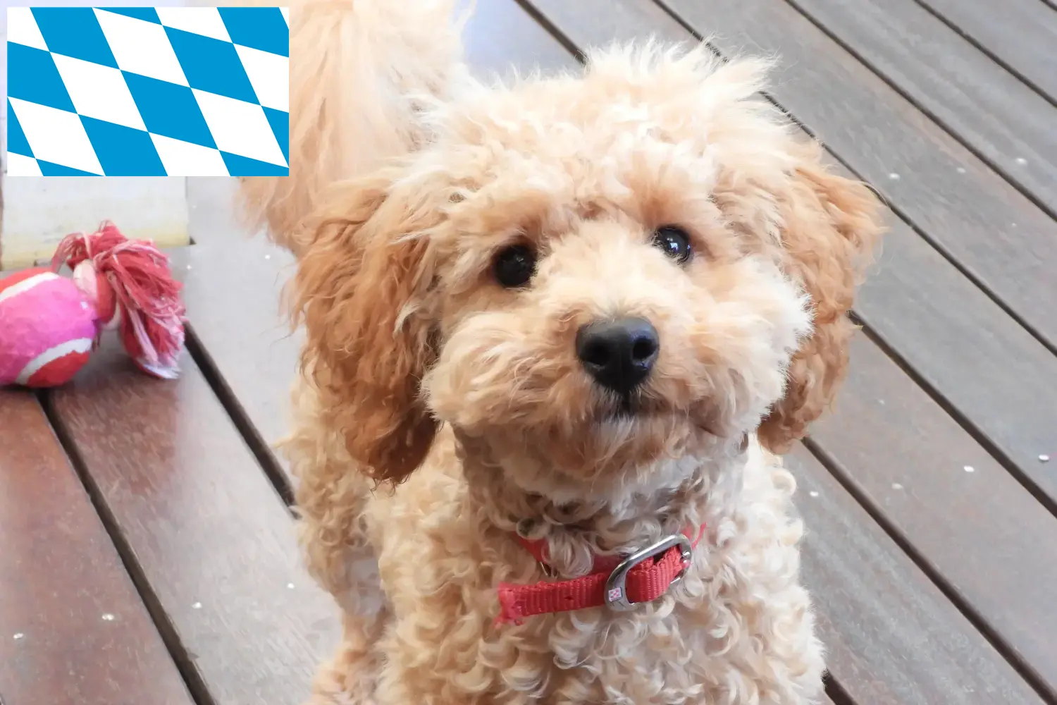 Cavoodle hvalpe og opdrættere Bayern Her kan du finde Cavoodles-opdrættere i Bayern.