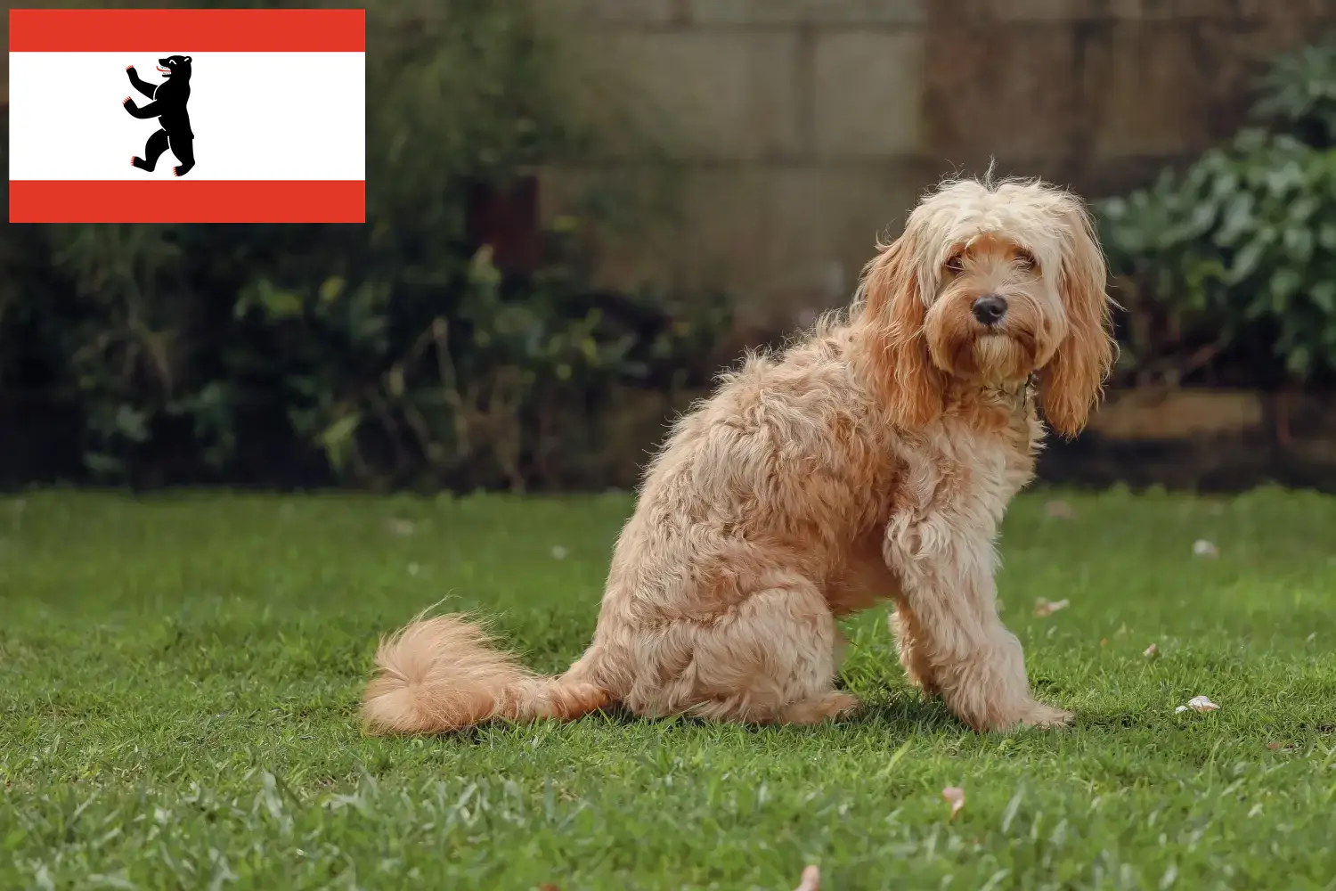 Cavoodle-hvalpe og opdrættere Berlin Her kan du finde Cavoodles-opdrættere i Berlin.