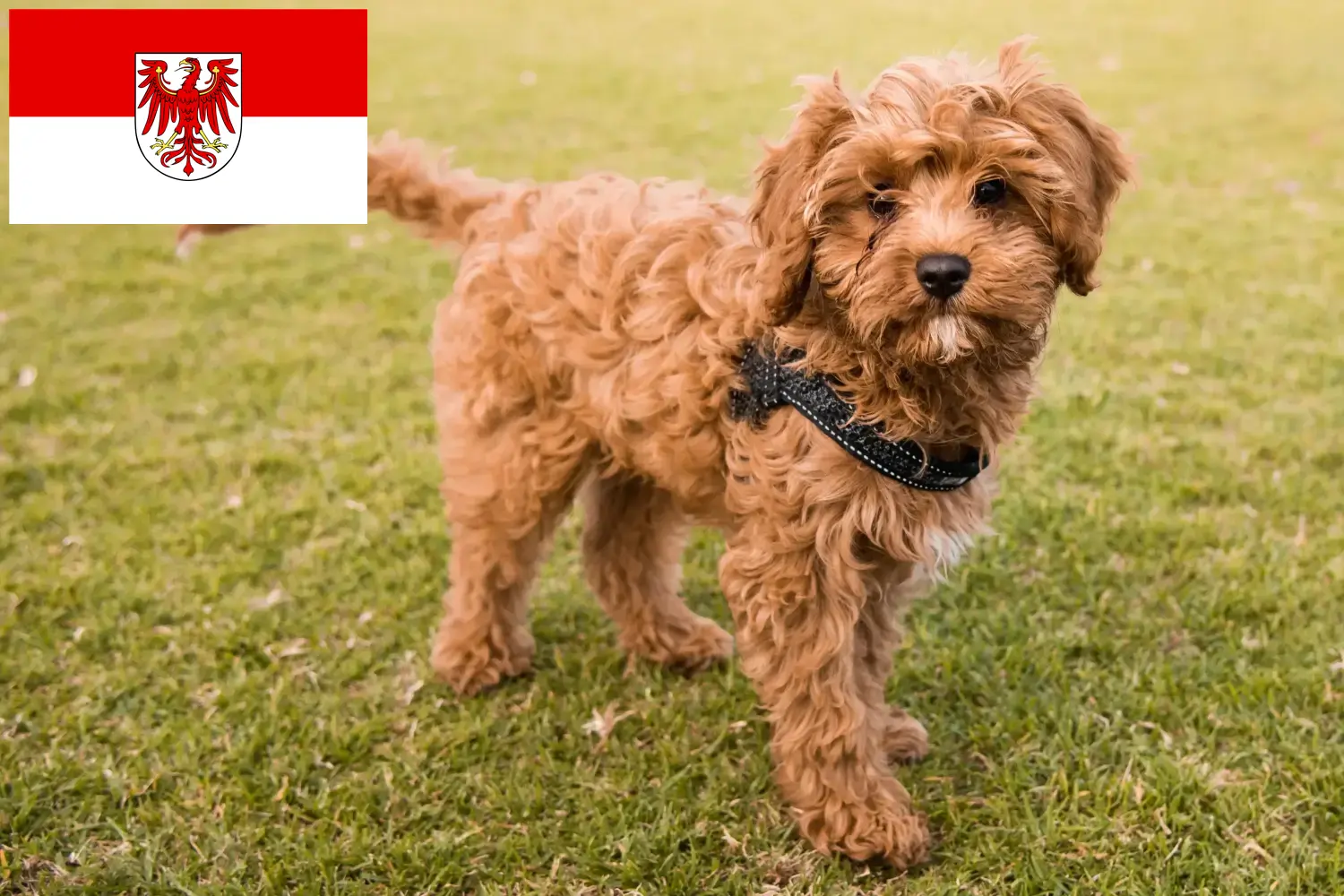 Read more about the article Cavoodle opdrættere og hvalpe i Brandenburg