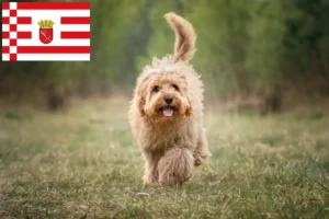 Read more about the article Cavoodle-opdrættere og hvalpe i Bremen