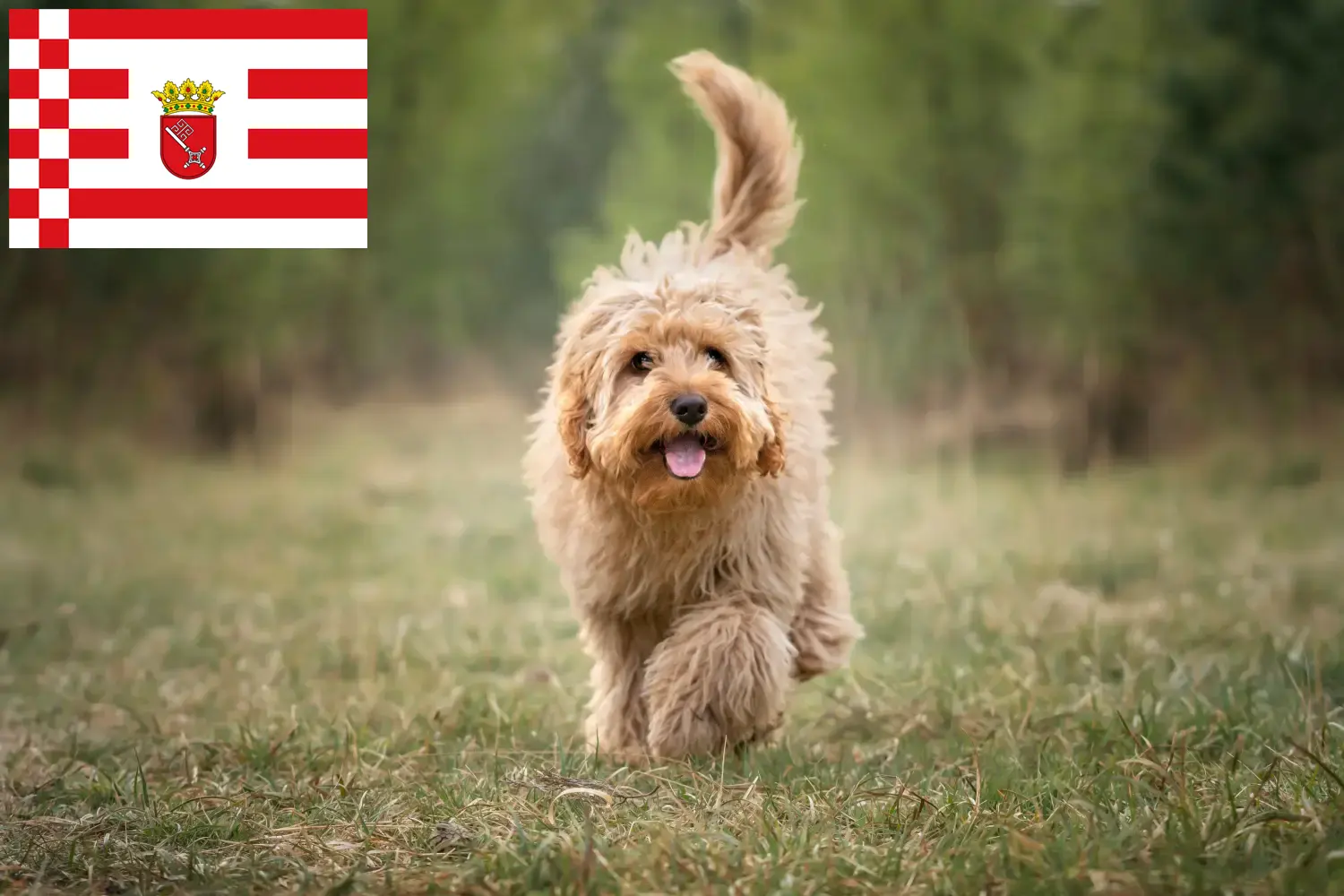 Read more about the article Cavoodle-opdrættere og hvalpe i Bremen