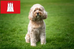 Read more about the article Cavoodle-opdrættere og hvalpe i Hamborg