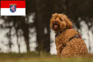 Read more about the article Cavoodle-opdrættere og hvalpe i Hessen