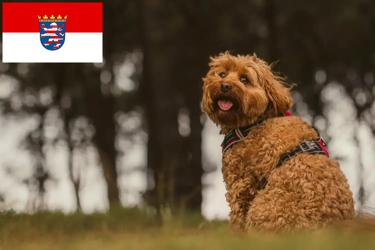 Cavoodle hvalpe og opdrættere Hessen Her kan du finde Cavoodles-opdrættere i Hessen.