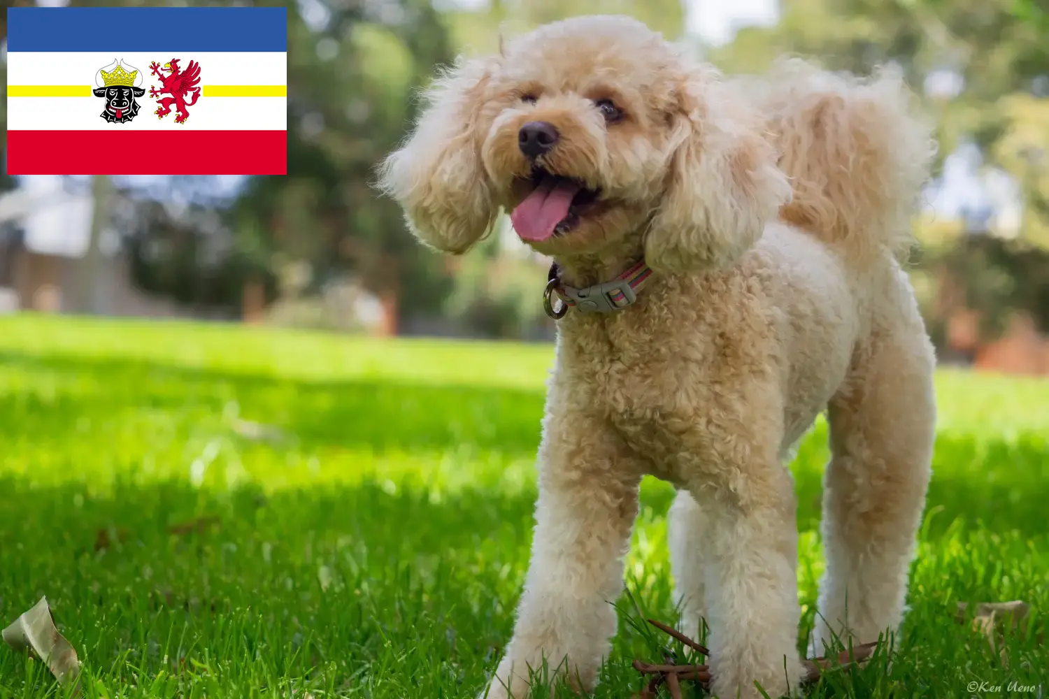 Read more about the article Cavoodle-opdrættere og hvalpe i Mecklenburg-Vorpommern