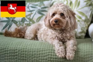 Read more about the article Cavoodle-opdrættere og hvalpe i Niedersachsen