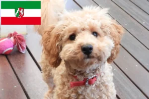 Read more about the article Cavoodle opdrættere og hvalpe i Nordrhein-Westfalen