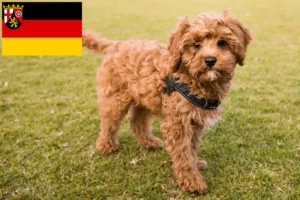 Read more about the article Cavoodle opdrættere og hvalpe i Rheinland-Pfalz