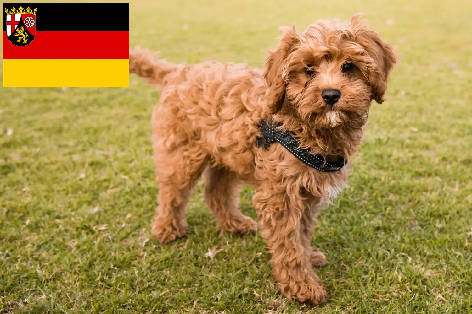 Read more about the article Cavoodle opdrættere og hvalpe i Rheinland-Pfalz