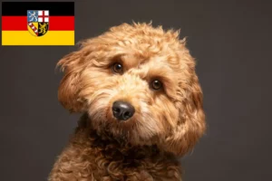 Read more about the article Cavoodle opdrættere og hvalpe i Saarland