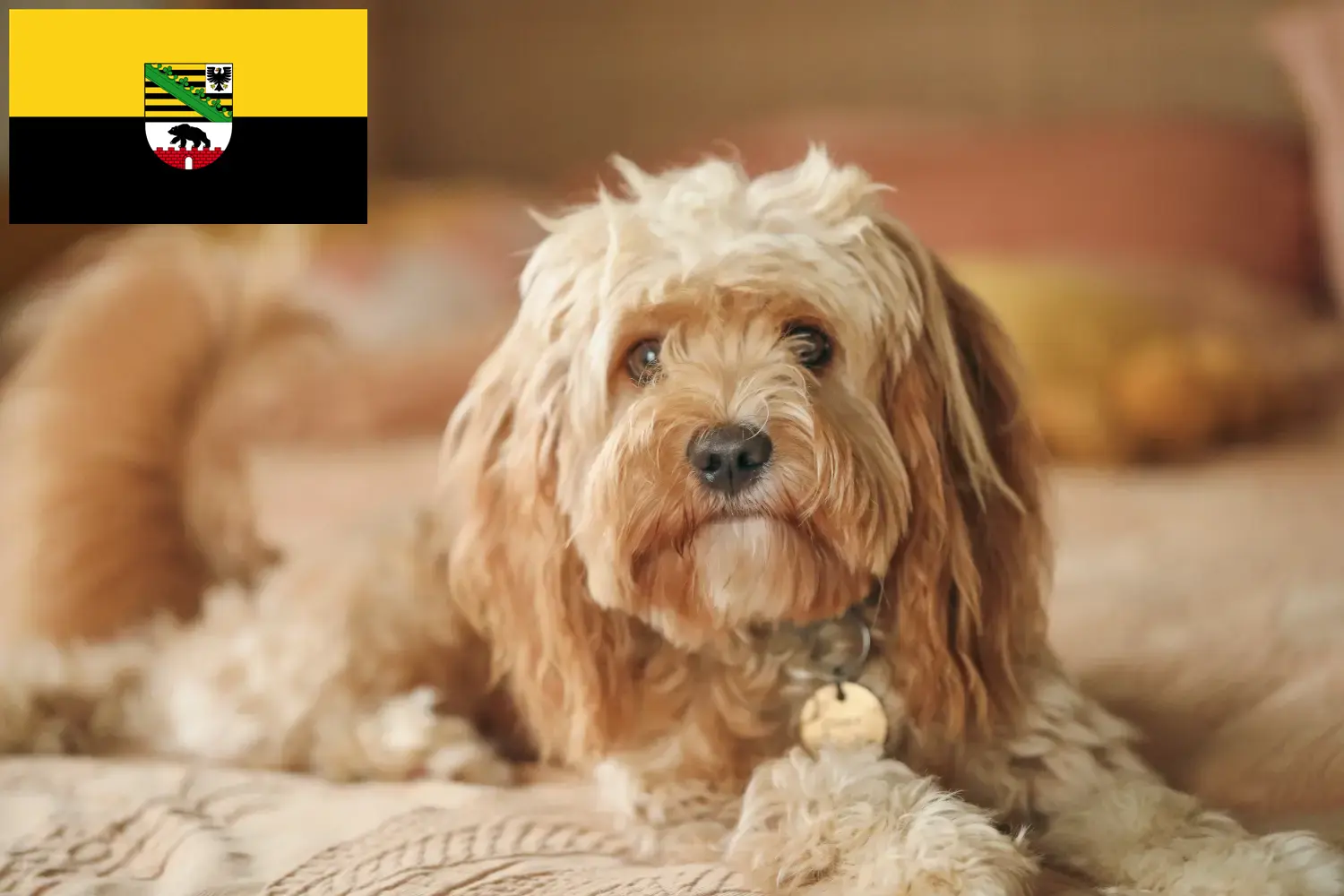 Read more about the article Cavoodle-opdrættere og hvalpe i Sachsen-Anhalt