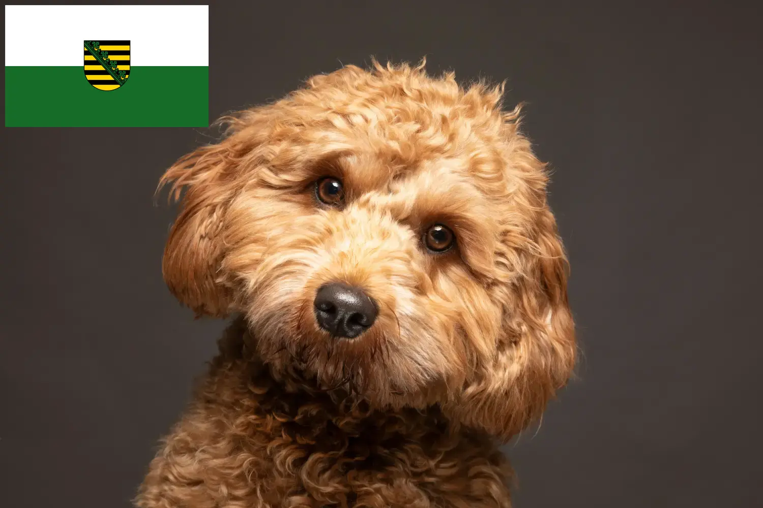 Read more about the article Cavoodle-opdrættere og hvalpe i Sachsen