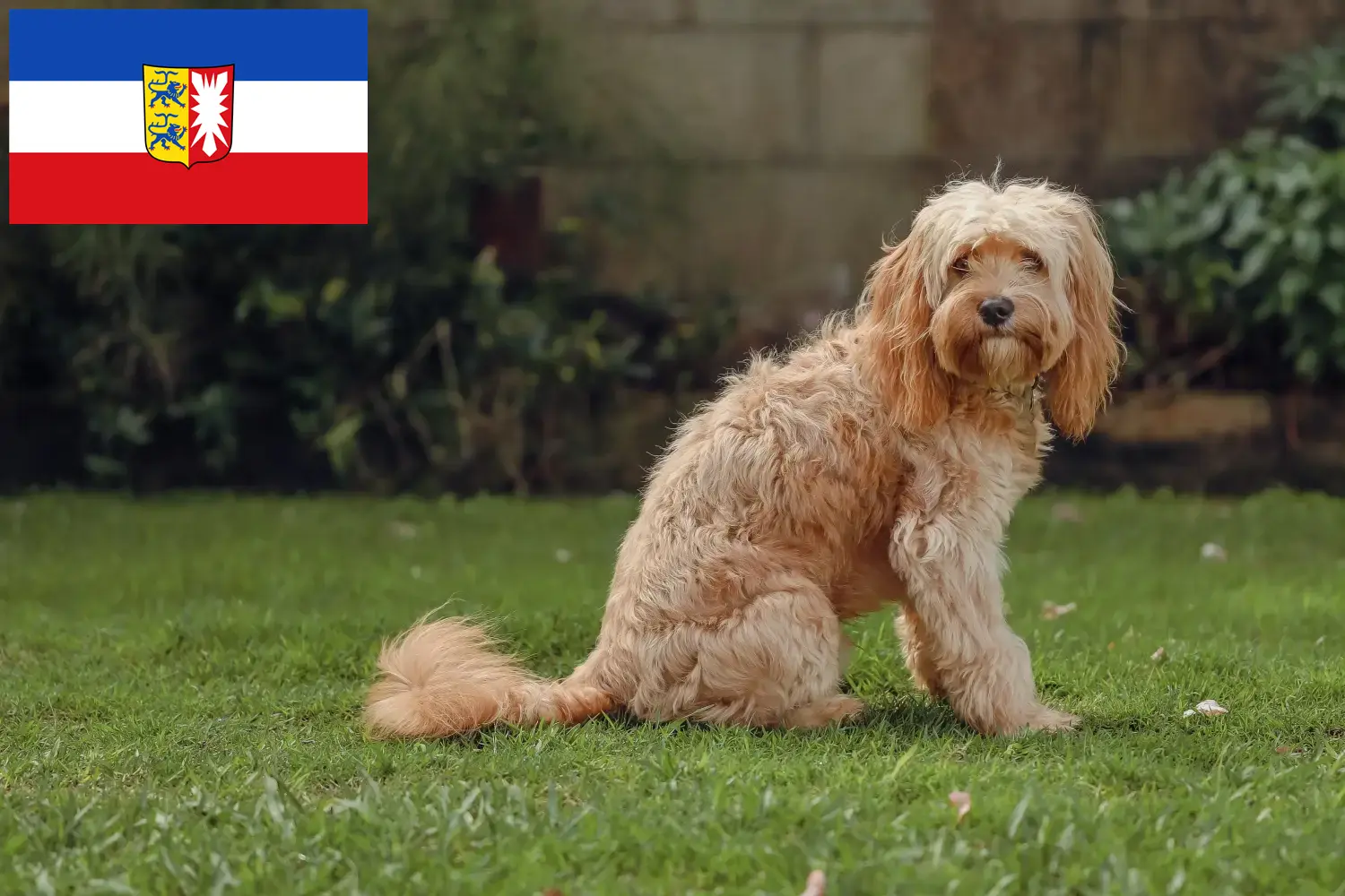Read more about the article Cavoodle-opdrættere og hvalpe i Slesvig-Holsten