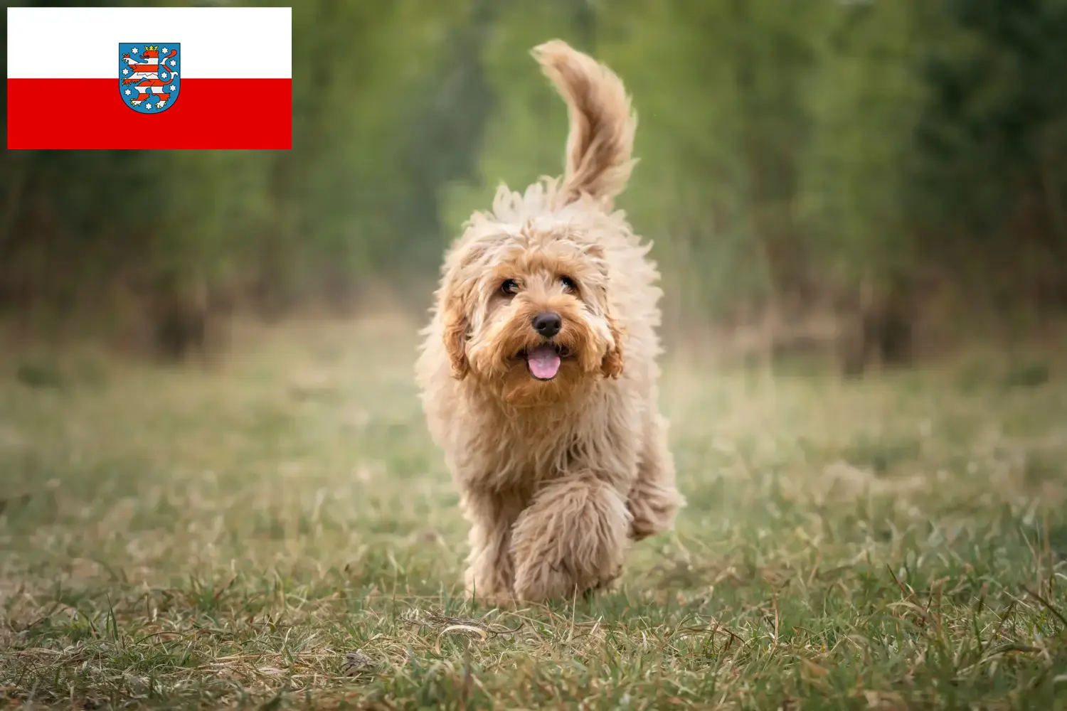 Read more about the article Cavoodle-opdrættere og hvalpe i Thüringen