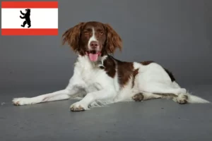 Read more about the article Drentse Patrijshond opdrættere og hvalpe i Berlin