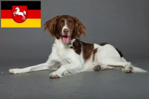 Read more about the article Drentse Patrijshond opdrættere og hvalpe i Niedersachsen