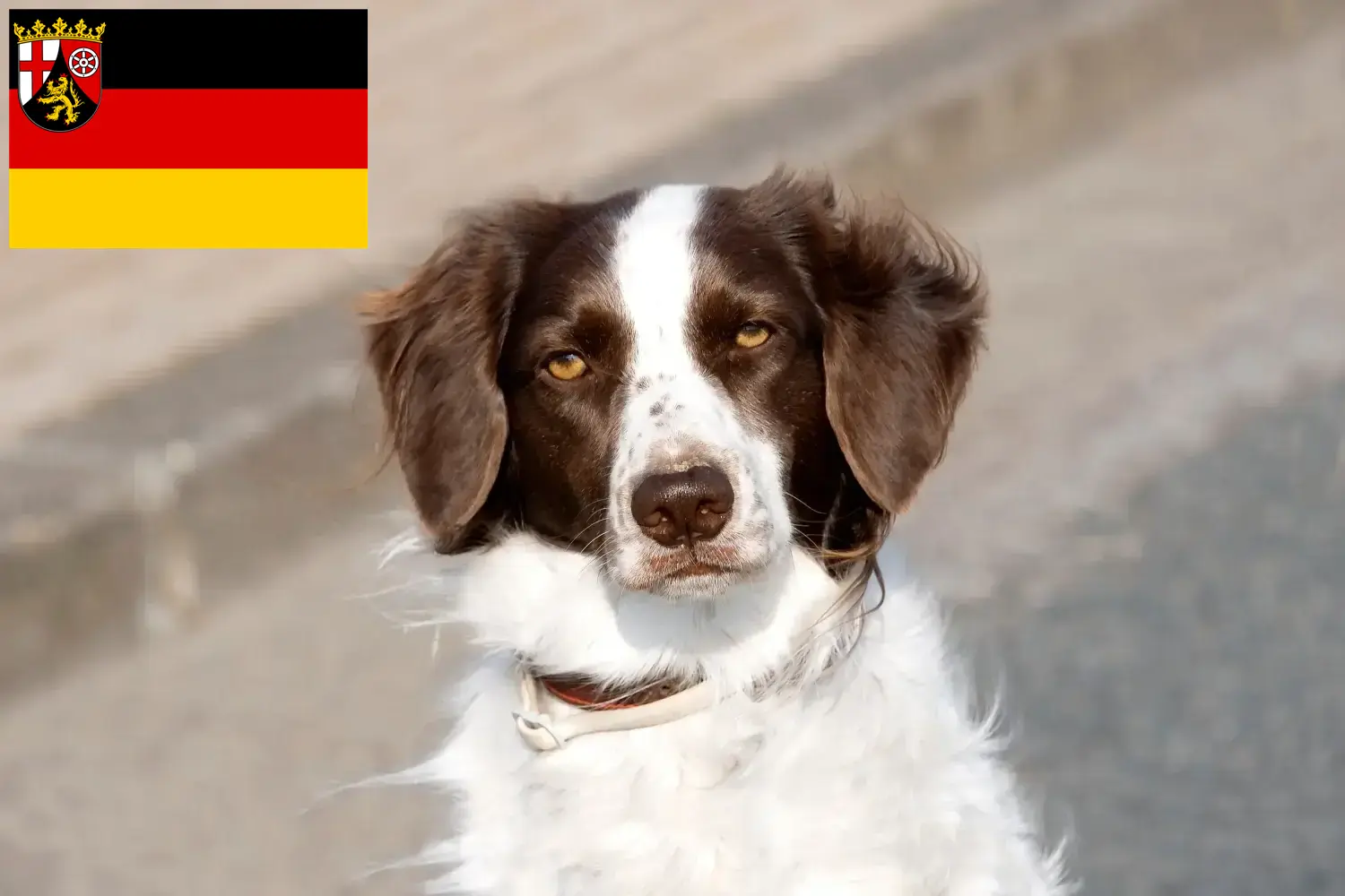 Drentse Patrijshond hvalpe og opdrættere Rheinland-Pfalz Her finder du opdrættere af Drentse Patrijshonds i Rheinland-Pfalz.
