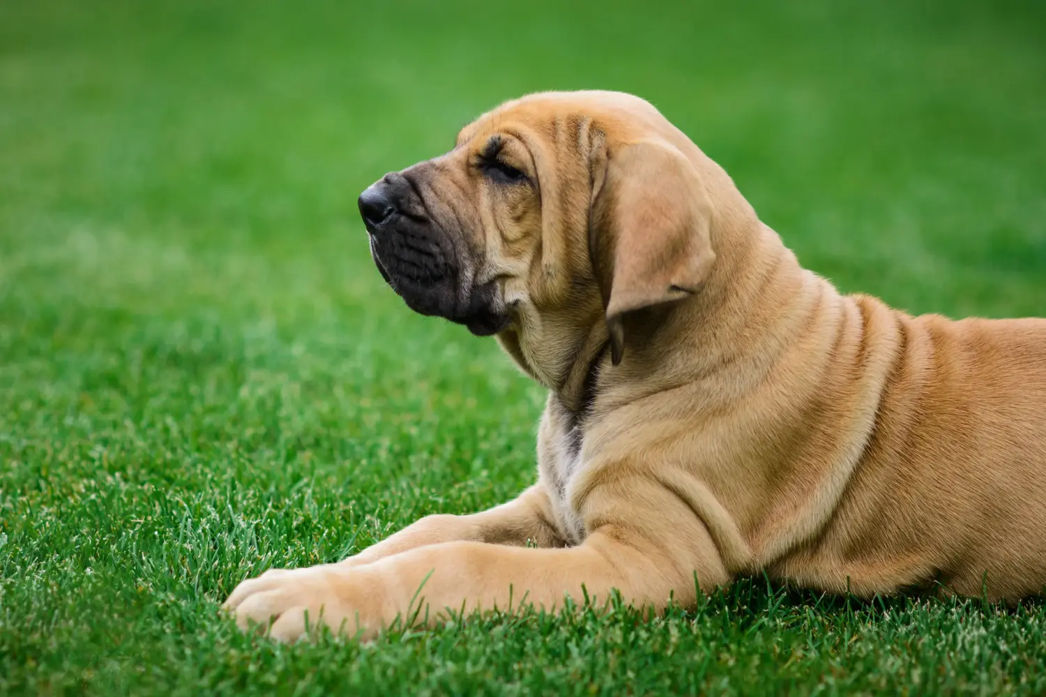 At købe en Fila Brasileiro-hvalp betyder at tage ansvar! Køb Fila Brasileiro-hvalpe.