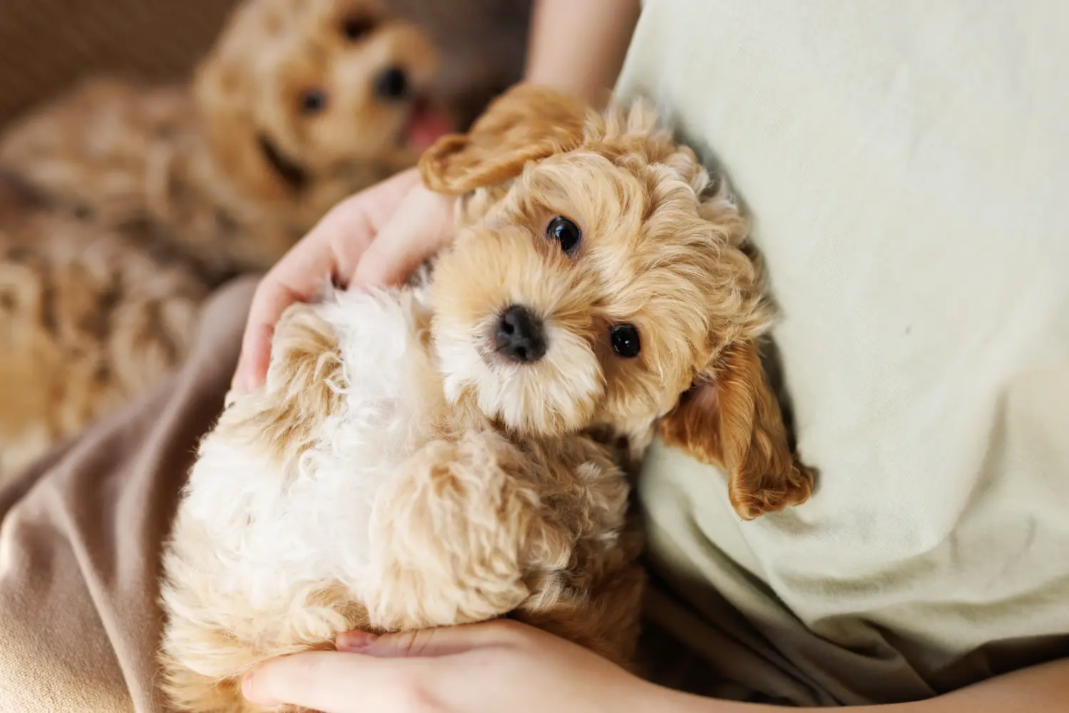 At købe en Maltipoo-hvalp betyder at tage ansvar! Køb Maltipoo-hvalpe.