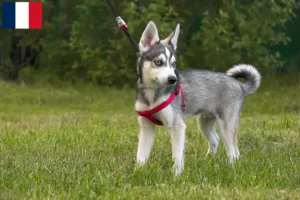 Read more about the article Alaskan Klee Kai opdrættere og hvalpe i Frankrig