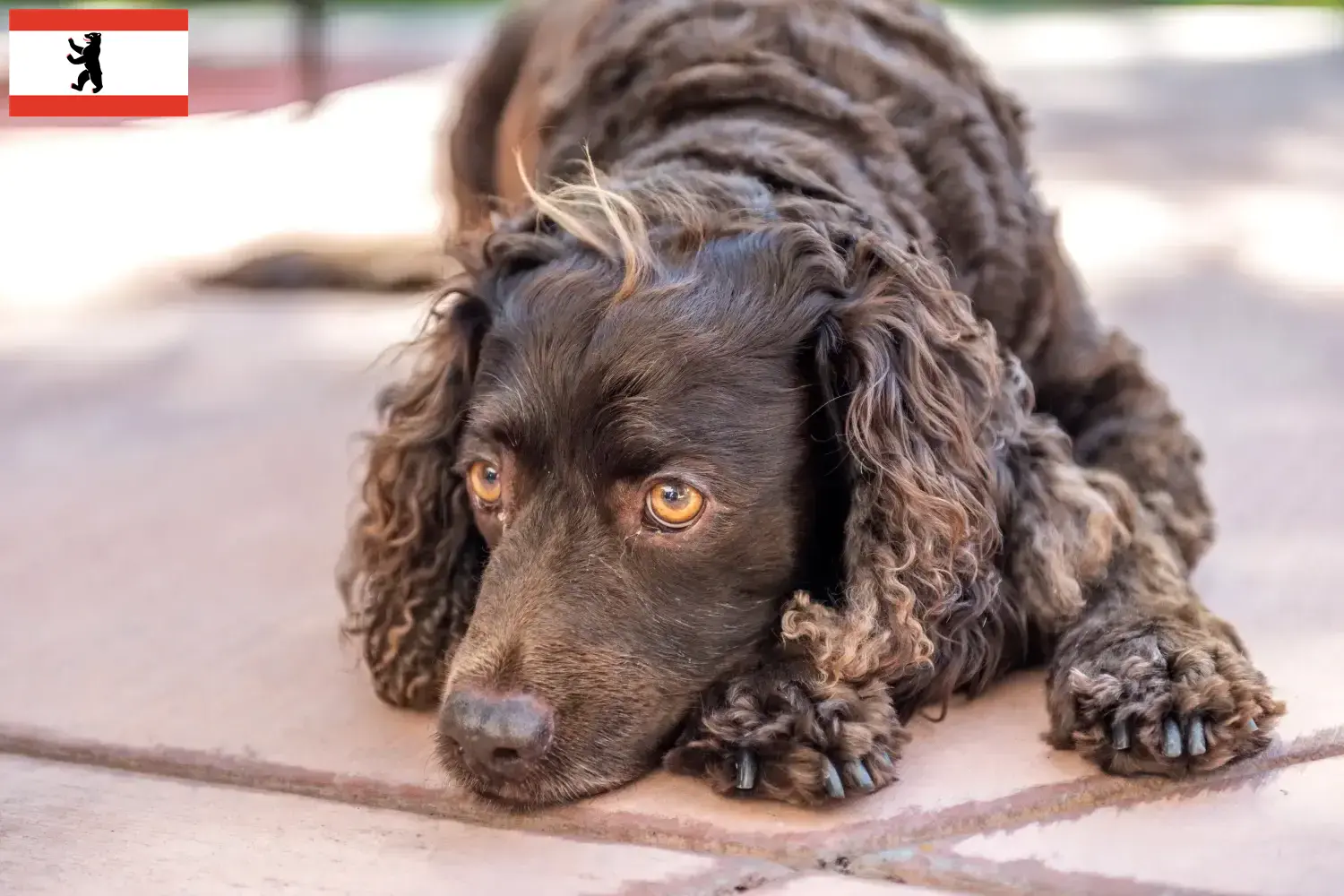 Amerikansk vandspaniel hvalpe og opdrættere Berlin Find opdrættere af American Water Spaniels i Berlin her.