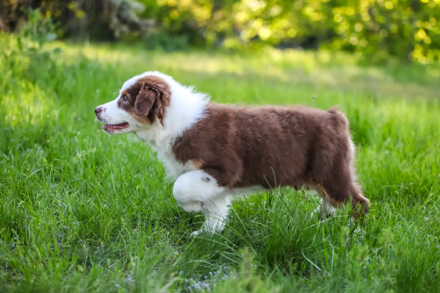 At købe en Australian Shepherd-hvalp betyder at tage ansvar! Køb Australian Shepherd-hvalpe.