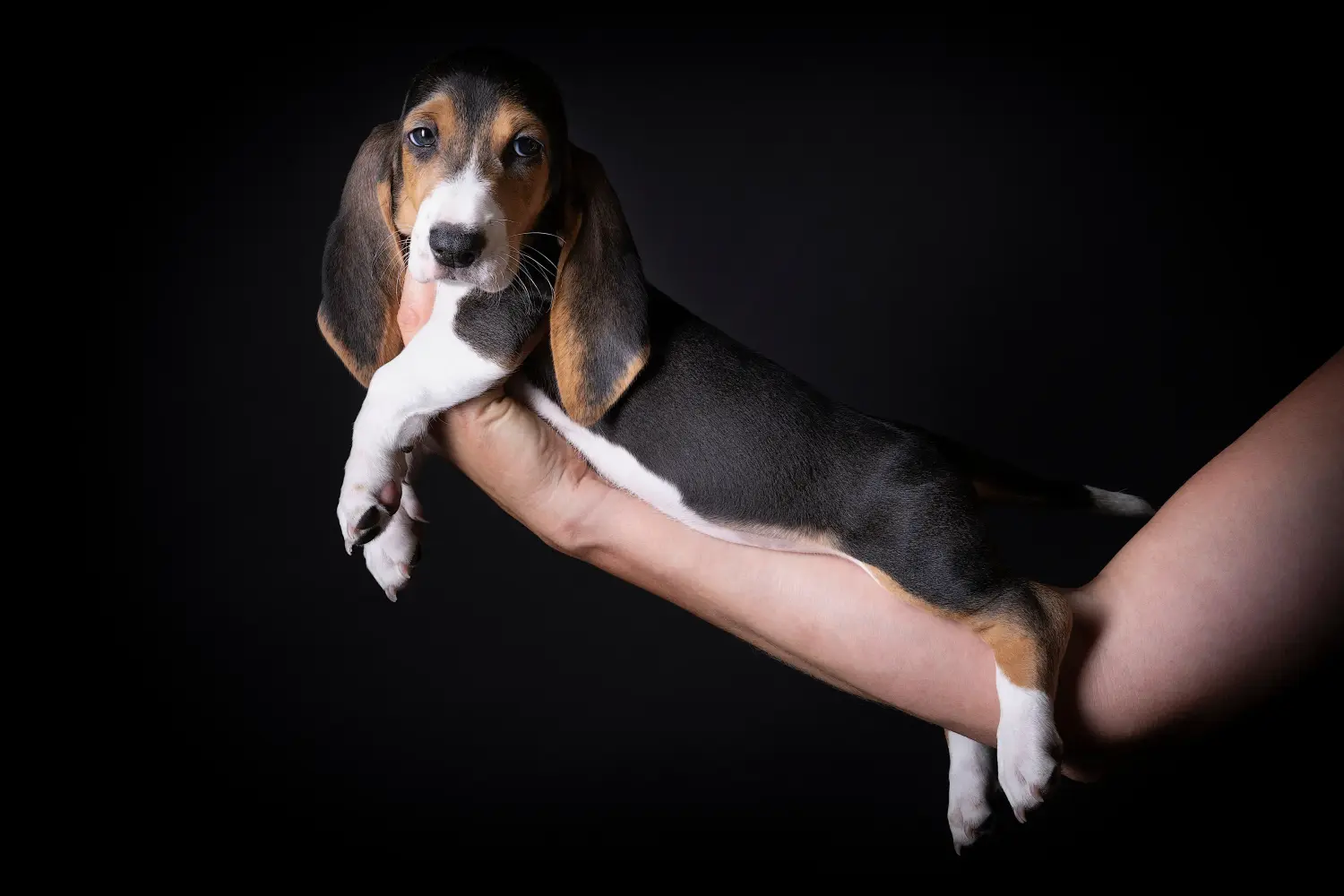 At købe en Basset Artésien Normand-hvalp betyder at tage ansvar! Køb Basset Artésien Normand-hvalpe.