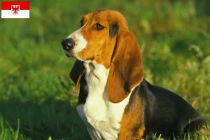 Read more about the article Basset Artésien Normand opdrættere og hvalpe i Brandenburg
