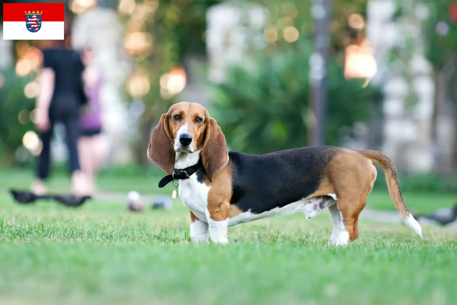 Basset Artésien Normand hvalpe og opdrætter Hessen Her finder du Basset Artésien Normands-opdrættere i Hessen.