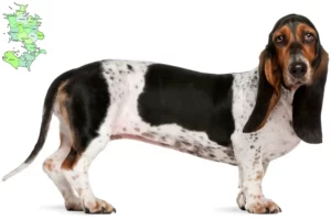 Read more about the article Basset Artésien Normand opdrættere og hvalpe på Sjælland