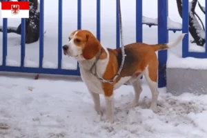 Read more about the article Beagle Harrier opdrættere og hvalpe i Brandenburg