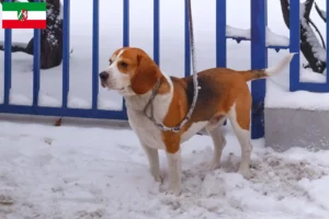 Read more about the article Beagle Harrier opdrættere og hvalpe i Nordrhein-Westfalen