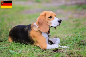 Read more about the article Beagle Harrier opdrættere og hvalpe i Rheinland-Pfalz
