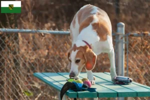 Read more about the article Beagle Harrier opdrættere og hvalpe i Sachsen