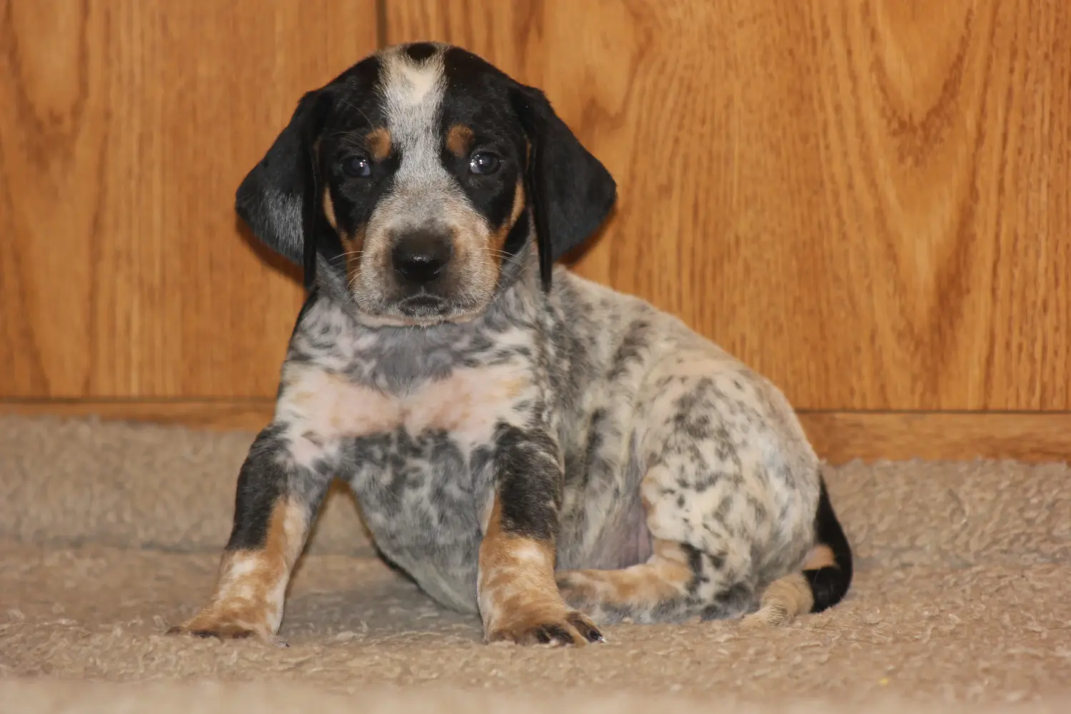 At købe en Bluetick Coonhound-hvalp betyder at tage ansvar! Køb Bluetick Coonhound hvalpe.