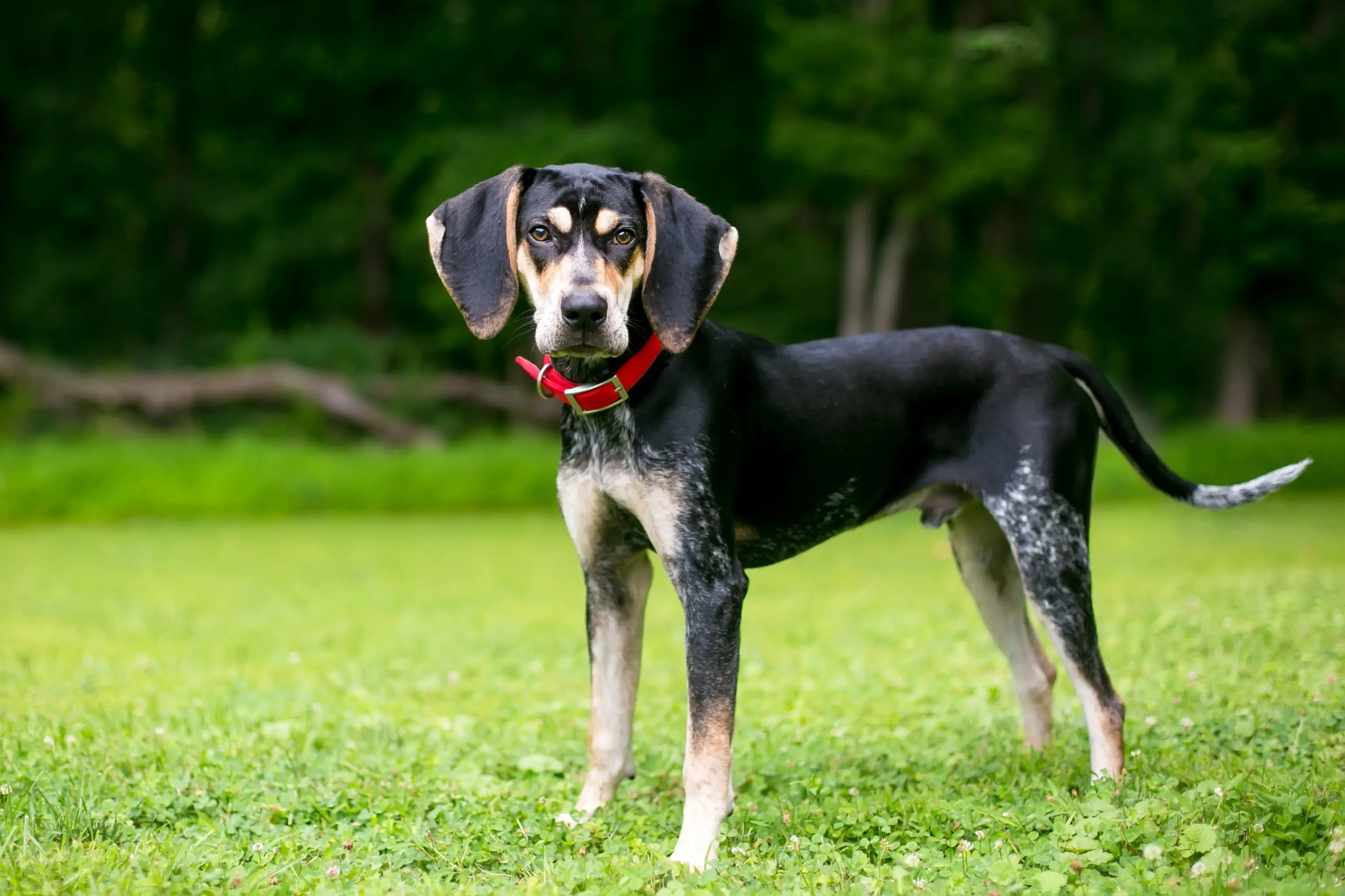 Bluetick Coonhound-hvalpe og opdrættere Her kan du finde Bluetick Coonhounds-opdrættere i nærheden af dig.