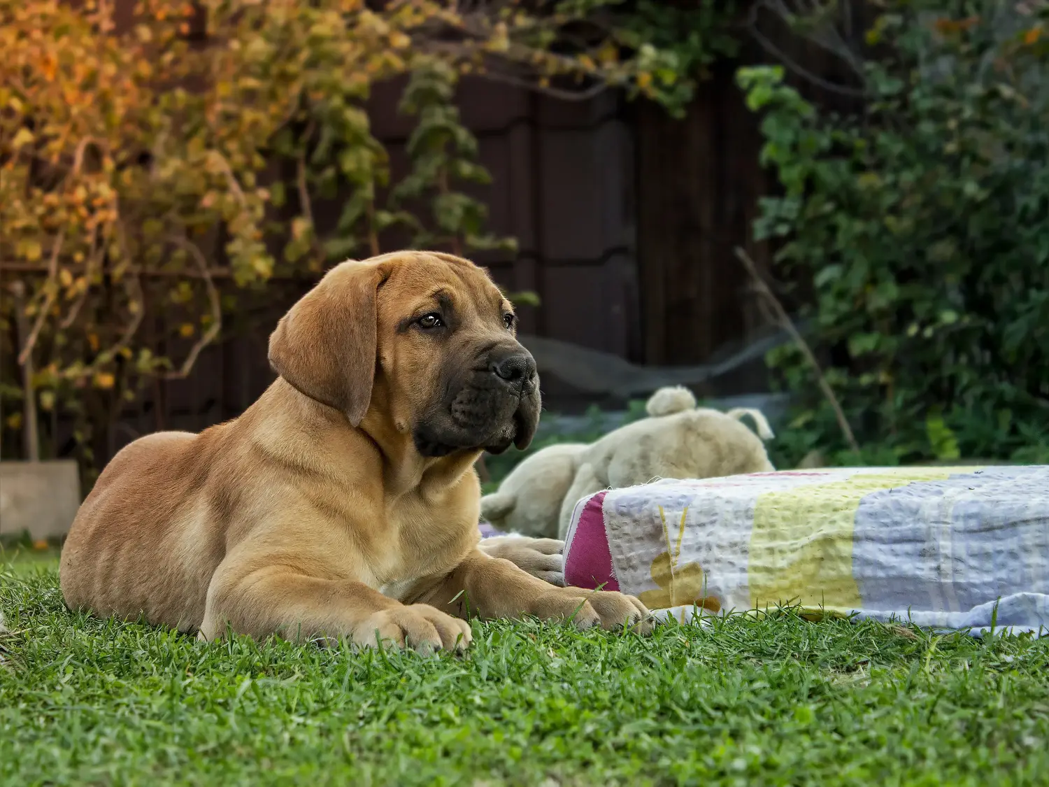 At købe en Boerboel-hvalp betyder at tage ansvar! Køb Boerboel-hvalpe.