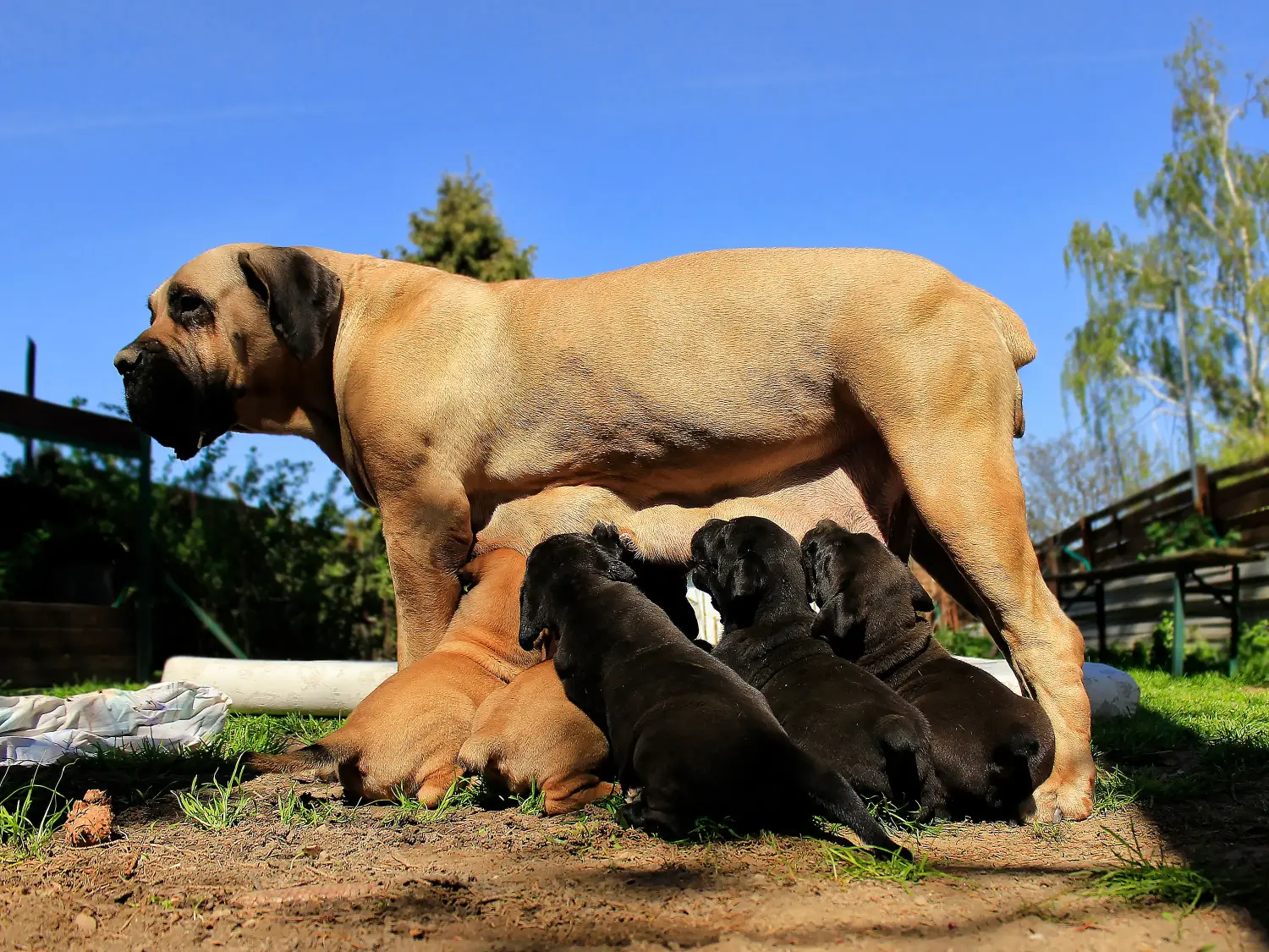 At købe en Boerboel-hvalp betyder at tage ansvar! Køb Boerboel-hvalpe.