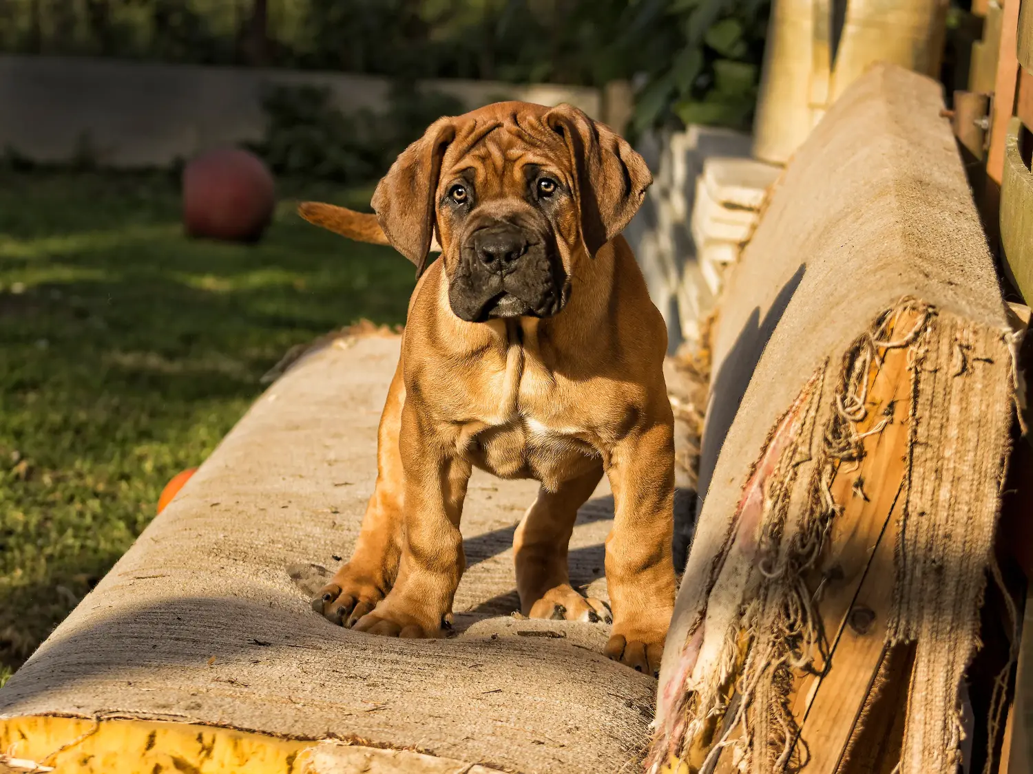 At købe en Boerboel-hvalp betyder at tage ansvar! Køb Boerboel-hvalpe.