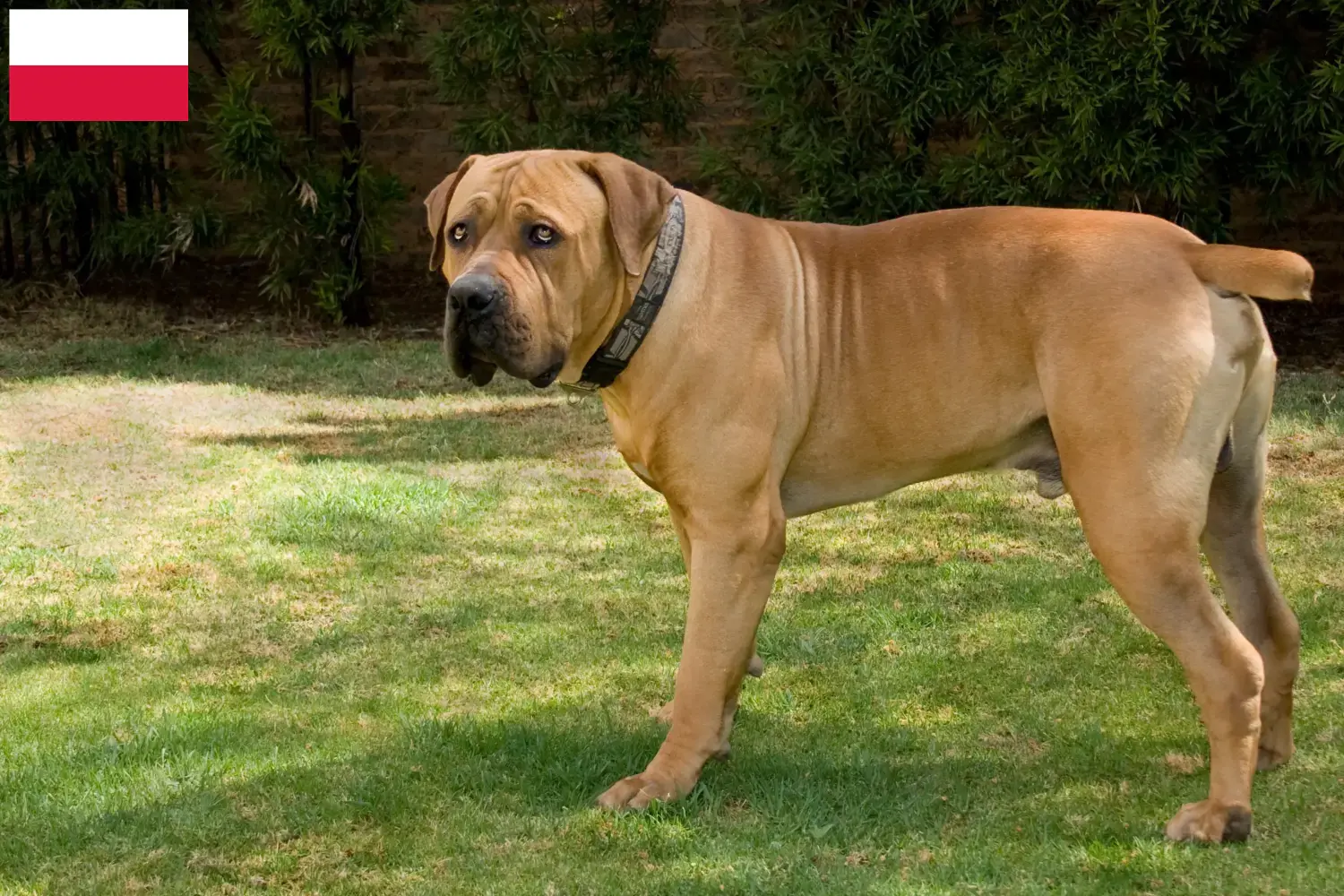 Boerboel hvalpe og opdrættere Polen Her kan du finde Boerboels-opdrættere i Polen.