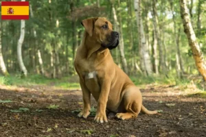 Read more about the article Boerboel-opdrættere og hvalpe i Spanien