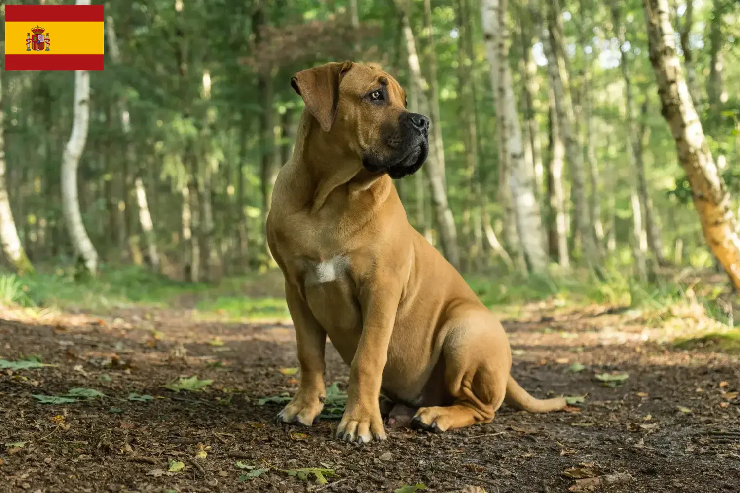 Boerboel hvalpe og opdrættere Spanien Her kan du finde Boerboels-opdrættere i Spanien.