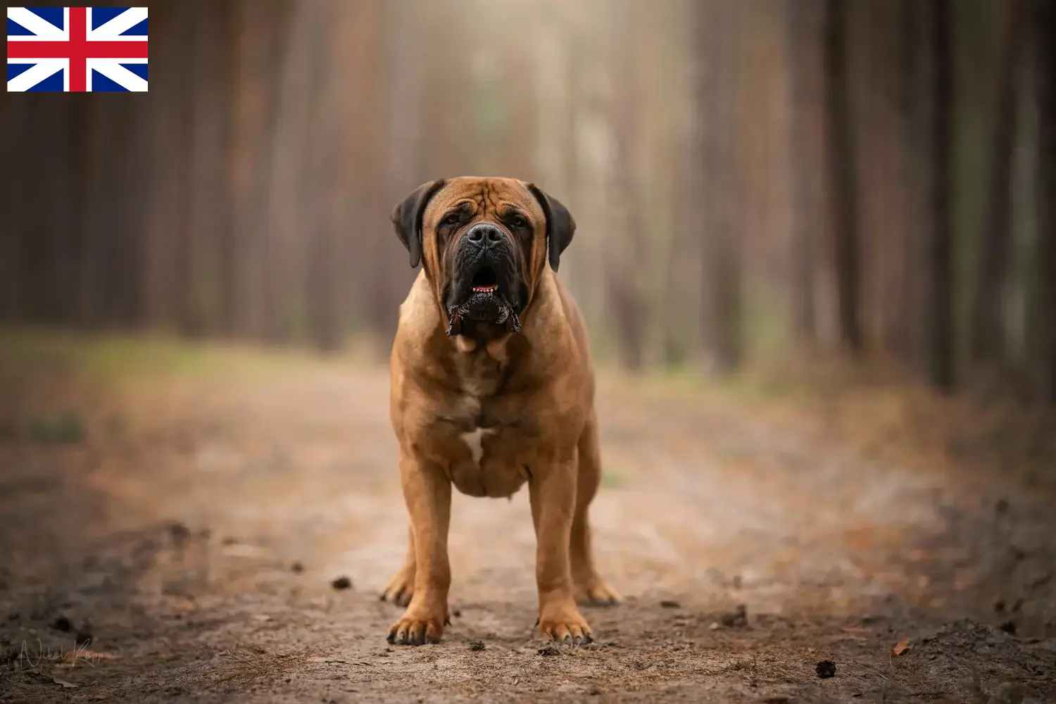 Boerboel hvalpe og opdrættere Storbritannien Her kan du finde Boerboels-opdrættere i Storbritannien.