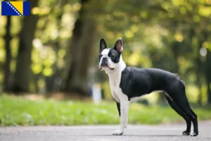 Read more about the article Boston Terrier opdrættere og hvalpe i Bosnien-Hercegovina