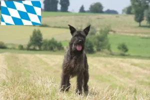 Read more about the article Bouvier des Ardennes opdrættere og hvalpe i Bayern